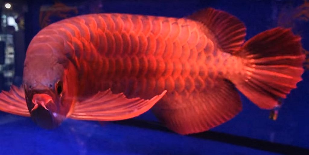 Pros And Cons Of Keeping Arowana  The Water Monkey or 