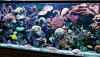 Awesome Reef Tank