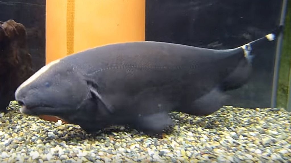 Black Ghost Knifefish - The Friendly Ghost | Tropical Fish ...