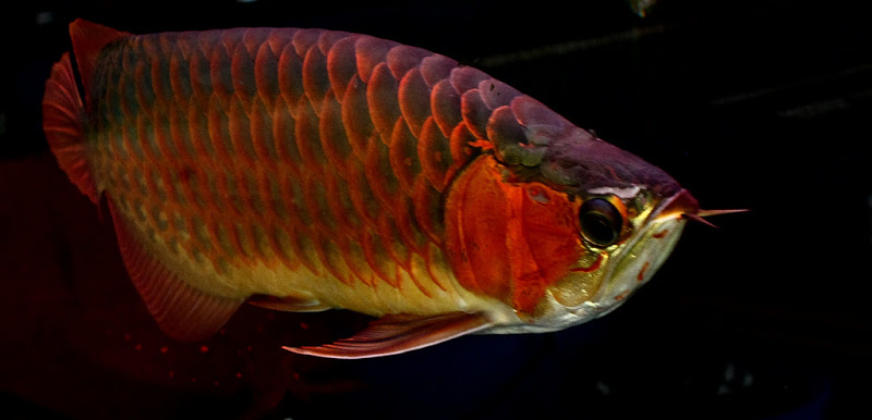 Super Red Arowana Tropical Fish Keeping