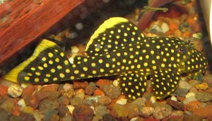 Gold Nugget Pleco - Tropical Fish KeepingTropical Fish Keeping