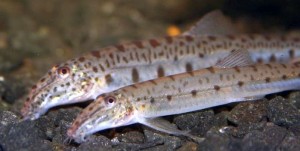 Pair of horse-faced-loaches