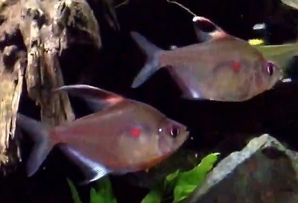 bleeding heart tetra care