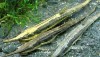 Whiptail Catfish (Farlowella acus) a.k.a. Farlowella Cat