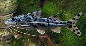 Pictus Catfish (Pimelodus pictus)