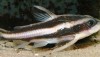 Striped Raphael Catfish (Platydoras armatulus)