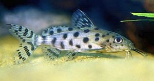 Synodontis Ocellifer Catfish (Synodontis ocellifer)