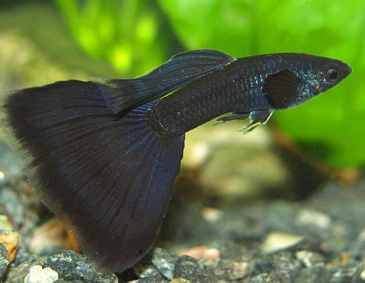  Black Guppy  Tropical Fish Keeping
