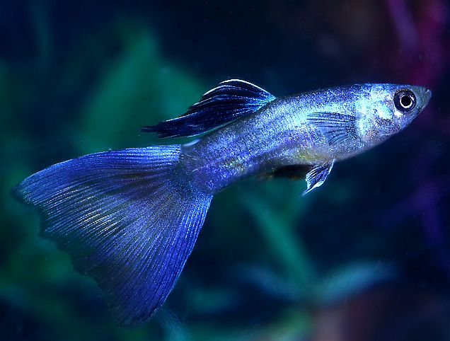 Moscow Blue Guppy  Tropical  Fish  Keeping