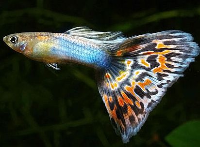 Multicolor Guppy  Tropical  Fish  Keeping