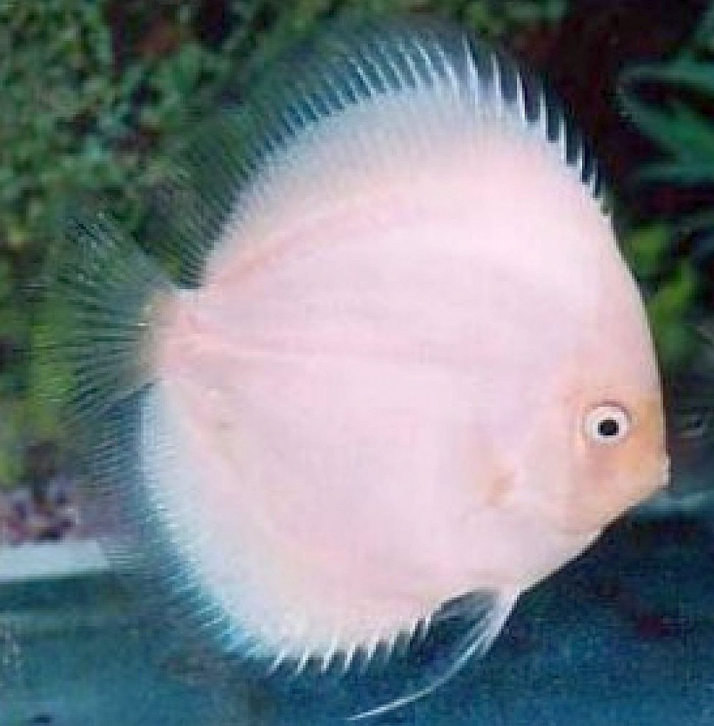 White Discus (Symphysodon sp.) Tropical Fish Keeping
