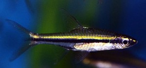 Black Striped Rasbora (R. agilis) Leave a Reply Logged in as Fishkeeper. Logout »