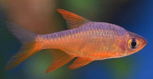 Rasboras - The Perfect Community Fish - Tropical Fish Keeping
