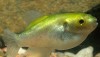 Greenbottle Pufferfish (Auriglobus nefastus)
