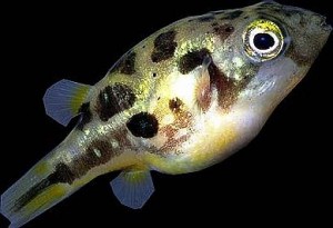 Indian Dwarf Puffer (Tetraodon travancoricus) | Tropical Fish Keeping
