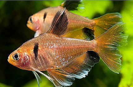 Serpae Tetra Hyphessobrycon Eques Tropical Fish Keeping,Audience Etiquette Rules