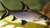 Bala Shark (Balantiocheilus melanopterus)