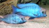 Blue Moorii Cichlid (Cyrtocara moorii) pair