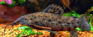 Hoplo Catfish (Hoplosternum thoracatum)