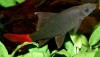 Redtail Black Shark (Epalzeorhynchos bicolor)