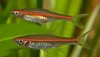 Red Line Rasbora (Rasbora pauciperforata) Pair
