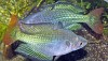 Australian Rainbowfish (Melanotaenia fluviatilis) Rudie Kuiter