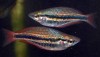 Banded Rainbowfish (Melanotaenia Trifasciata) [Blyth River]
