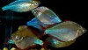 Dwarf Praecox Rainbowfish (Melanotaenia praecox) - Neon Rainbowfish