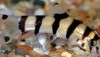 Gold Zebra Loach (Botia histrionica)