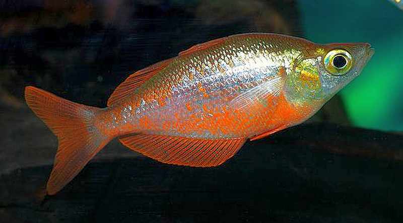 Red Rainbowfish incisus) | Tropical Fish Keeping