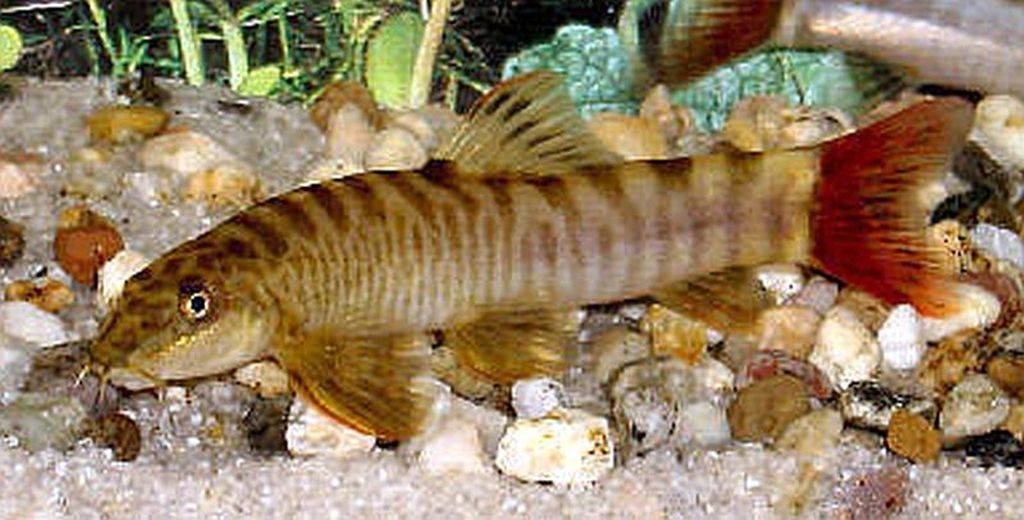 Red Tail Zebra Loach (Schistura mahnerti) Tropical Fish Keeping