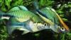 Turquoise Rainbowfish (Melanotaenia lacustris) School