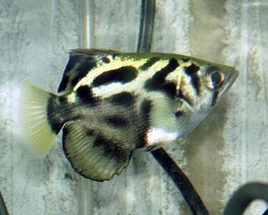 Clouded Archerfish (Toxotes blythii)