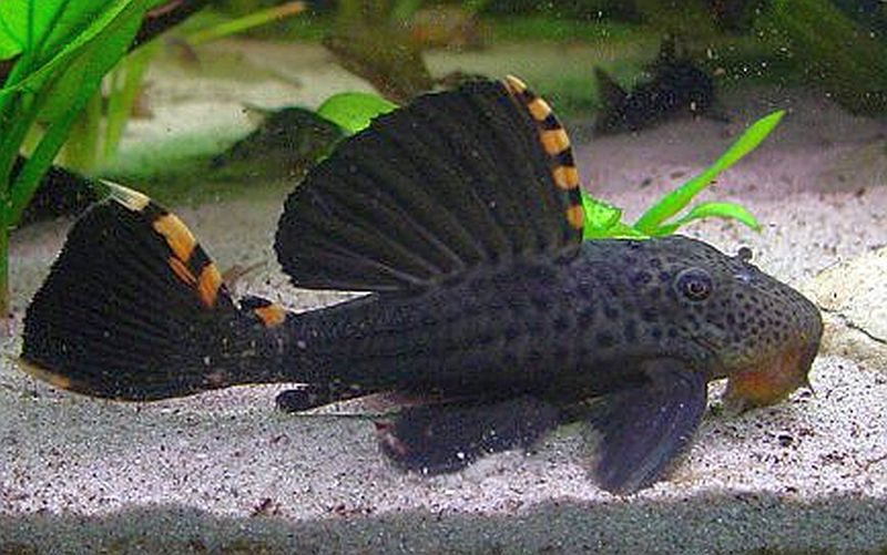 Three Plecostomus L-91 | Tropical Fish Keeping