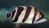 False Siamese Tiger Fish (Datnioides microlepis)