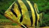 Mekong Tiger Perch (Datnioides undecimradiatus)