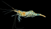 Grass Shrimp (Palaemonetes paludosus)