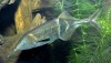 Elephantnose Fish (Gnathonemus petersii)