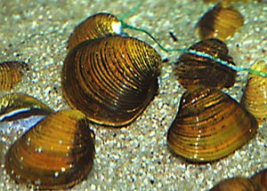 Freshwater Clam (Corbicual sp.)