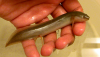 Gilled African lungfish (Protopterus amphibius)