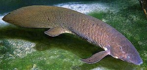 Queensland Lungfish (Neoceratodus forsteri)