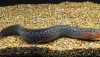 Spotted African Lungfish (Protopterus dolloi)