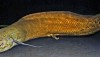 West African lungfish Protopterus annectens