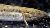 West African lungfish (Protopterus annectens)