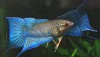 Black Paradise Fish (Macropodus spechti) Pair