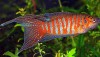 Paradise Fish (Macropodus opercularis) 