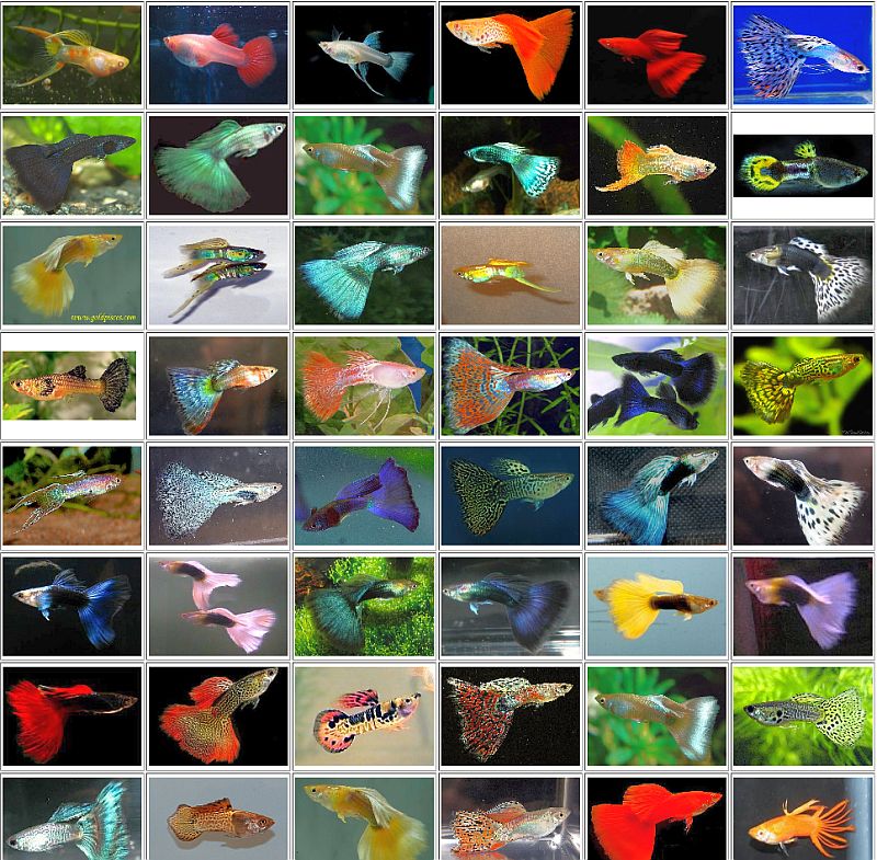 Types Of Guppy Types Of Guppies Female RMIAVR