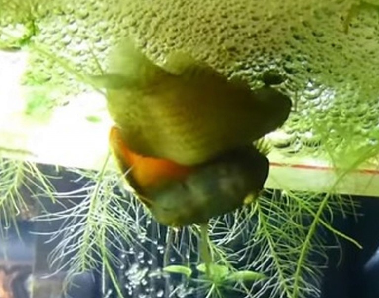 mating pair Tropical Fish Keeping