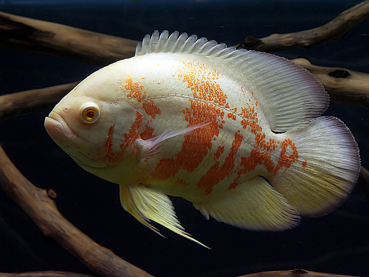 Albino Oscar | Tropical Fish Keeping