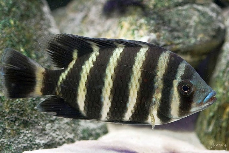 Cichlid (Tilapia buttikoferi). Tropical Fish Keeping